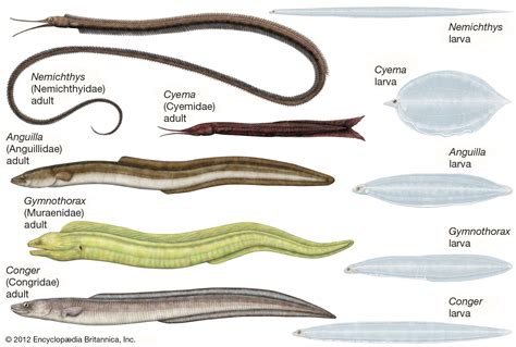 25 ++ animales anguila 153809-Animals angola - Pixtabestpictnmwt