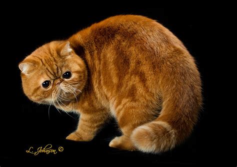 Garfield Cat Real Breed