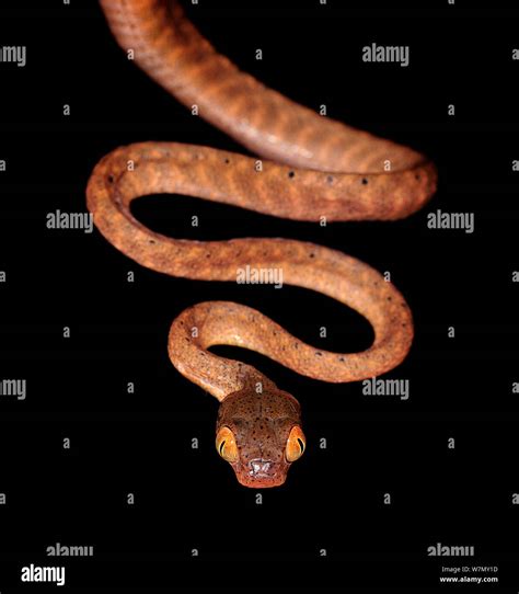 Black headed cat eye snake (Boiga nigriceps) captive, from SE Asia ...