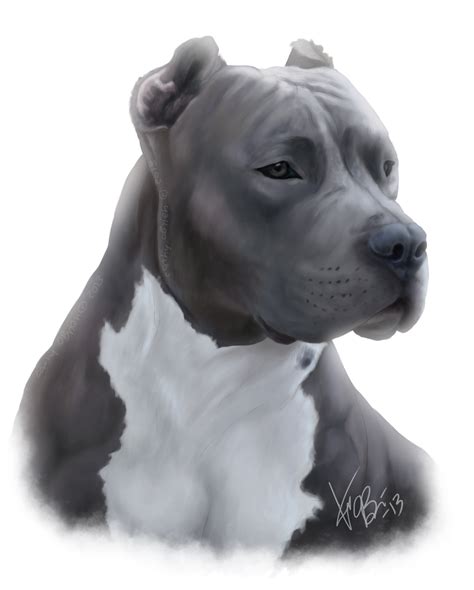 pitbulls portraits | Blue Pitbull Portrait by RedEyedDemon on ...