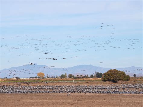 Sandhill cranes back in Arizona: Spot them on Game & Fish livestream