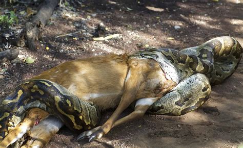 This Python Looks Like an Alligator After Eating a Gazelle Whole - AZ ...