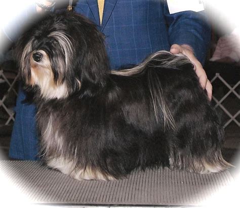 Havanese Grooming | Havanese grooming tips | Havanese grooming, Havanese, Havanese puppies