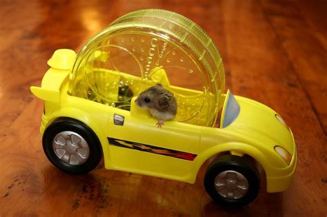 Hamster Racing with Rodent Bariccello at Cannon Hall Farm | Hamster, Gerbil, Toy car