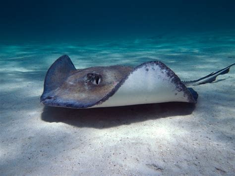 Deepwater stingray - Alchetron, The Free Social Encyclopedia