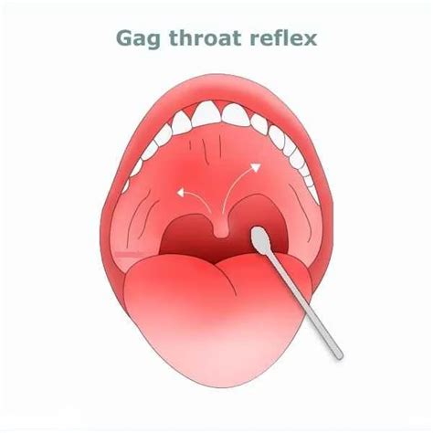 Glossopharyngeal Nerve (9th Cranial Nerve) - Samarpan