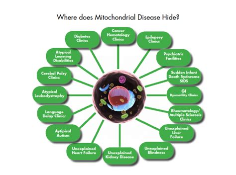 What is Mitochondrial Disease - Mito Foundation