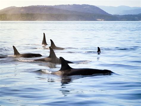 Seal Spotted Trying To Escape Orca Hunt In Stunning Drone Footage