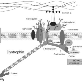 Dystrophin is a structural protein situated on the cytoplasmatic side... | Download Scientific ...