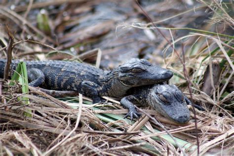 Baby Alligators