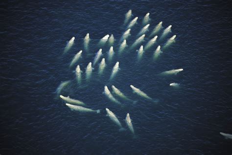 Beluga Whales, Nunavut, Canada - Art Wolfe