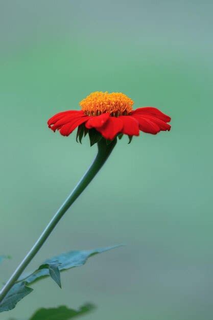 Premium Photo | Red zinnia flower on a soft blue background