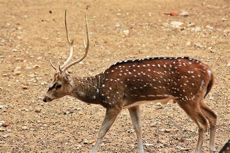 Chital/ Spotted Deer/ Axis Deer | The chital or cheetal (Axi… | Flickr