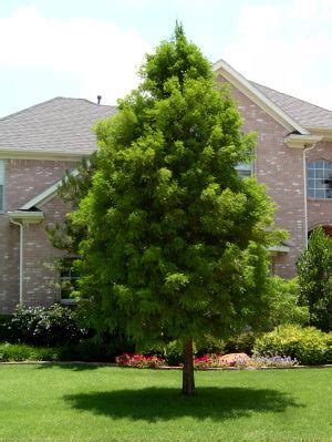 Cypress Trees: An ornamental landscaping tree of choice — The Living Urn