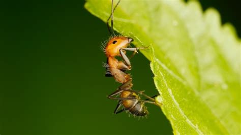 What To Feed Ants In An Ant Farm - Aboutbugz.com