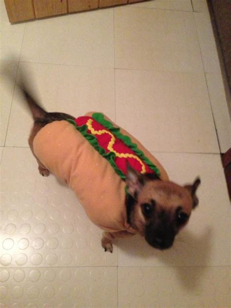 Hotdog, chihuahua costume | Chihuahua costumes, Chihuahua, Chihuahua love