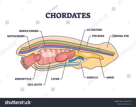 「Chordates動物学と詳細な解剖学的構造の概要図。ノトコード、神経コード、エンドスタイルやギル切れベクターイラストとラベル付き教育計画 ...