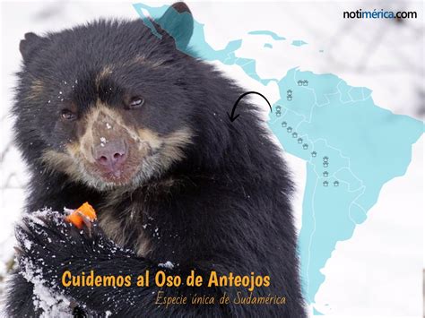 El oso autóctono de América del Sur en peligro de extinción