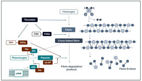 IJMS | Free Full-Text | The Fibrinolytic System and Its Measurement: History, Current Uses and ...