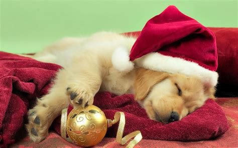 dog sleeping on Christmas :-) | Christmas puppy, Dog christmas photos, Puppy christmas card