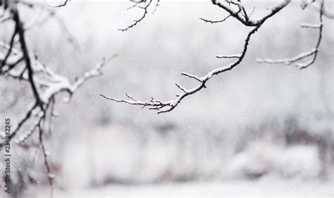 snowy winter tree branches. snow background. winter snow on tree branch. Stock Photo | Adobe Stock