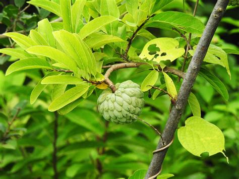 Download Fresh Sugar Apple (Annona Squamosa) Assembled on Tree Wallpaper | Wallpapers.com