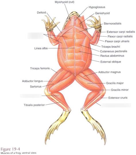 Frog muscles Diagram | Quizlet