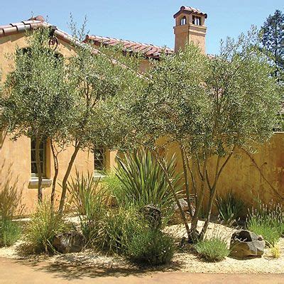 olive tree landscaping ideas - Lester Rangel