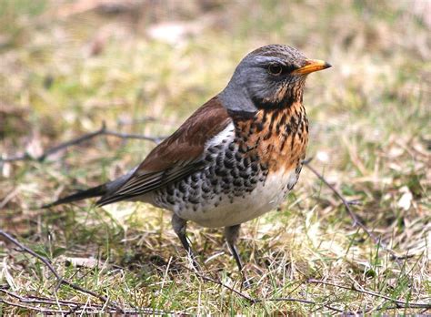 Campo tariffa (Turdus pilaris) | JuzaPhoto