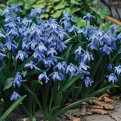 Siberian Squill | Bulb flowers, Plants, Perennials