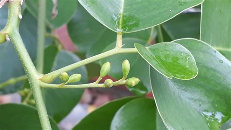 Pterocarpus santalinus L.f. by Chief RedEarth on 3 December 2019