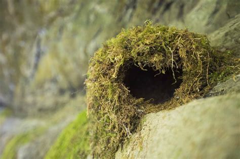 Types of Bird Nests