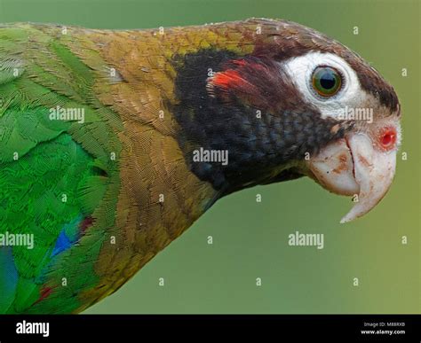 Brown headed parrot hi-res stock photography and images - Alamy