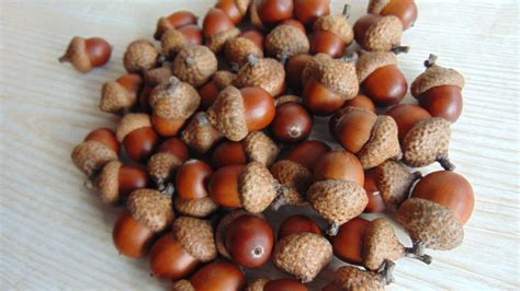 40 Natural Large Acorns Acorn Nut Real Big Acorn Dly - Etsy Canada