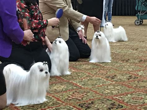 American Maltese Association 2017 National Specialty Show #Maltese | Maltese dogs, Maltese puppy ...