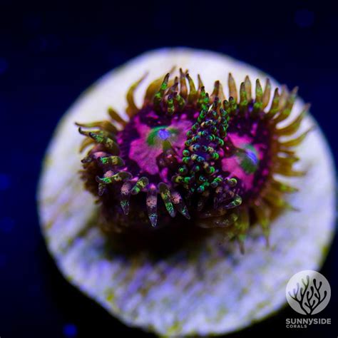 BigR Space Chaos Zoanthid