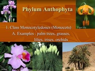 Vascular plants (2) | PPT