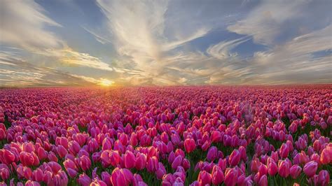 Download Cloud Nature Horizon Landscape Field Pink Flower Flower Tulip HD Wallpaper