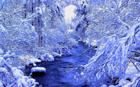 Winter Forest Wallpapers - Wallpaper Cave