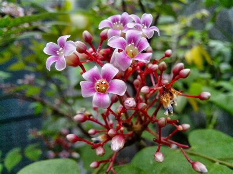 Endah Murniyati's Journey: FLOWER OF THE WEEK - STAR FRUIT