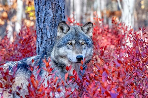 Grey Wolf in Blueberry Bushes Stock Photo - Image of autumn, canis: 189228386