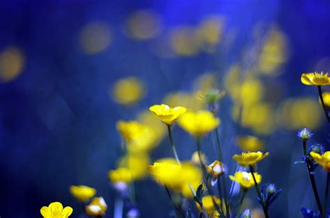 Blue And Yellow Flowers Background