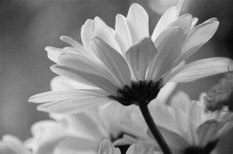 Free download Black and White Daisy Wallpaper wallpaper Black and White ...