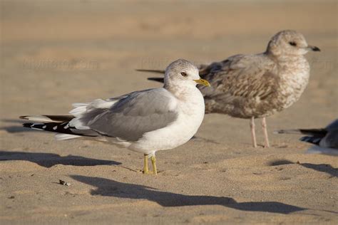 Mew Gull Pictures and Photos - Photography - Bird | Wildlife | Nature ...