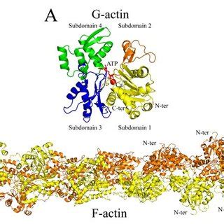 (PDF) Actin Cytoskeleton