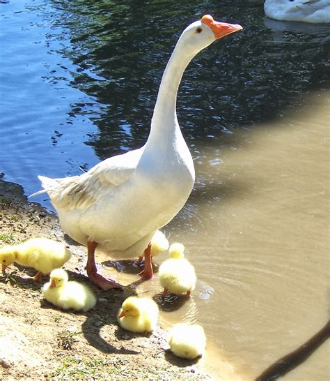 Best Egg Laying Geese Breeds | Modern Farming Methods