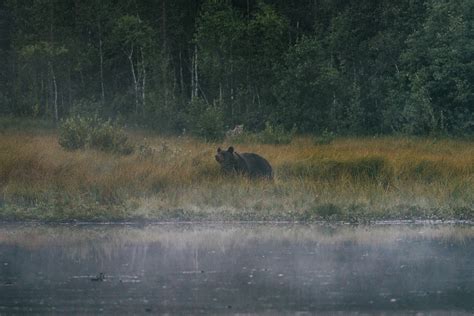 Wildlife in Finland :: Behance