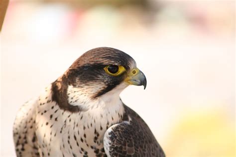 Download Animal Peregrine Falcon HD Wallpaper