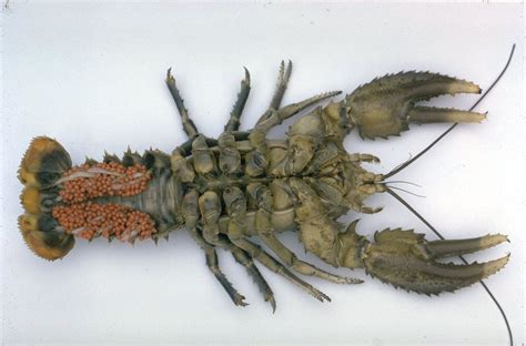 Largest Crayfish Species