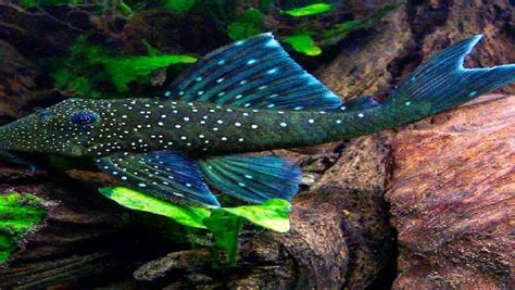 Blue Phantom Pleco (L128) Care: Appearance, Diet & More 2024